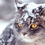 погода у грудні 2025