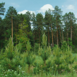 На Волині суд зобов’язав громаду зберегти 45-річний самосійний ліс