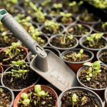 Що можна сіяти на розсаду вже у грудні