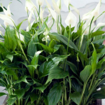 «Жіноче щастя» буде великим і квітучим: як і коли правильно пересаджувати спатифілум