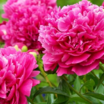 Півонії зацвітуть як ніколи: чим підживити кущі у квітні