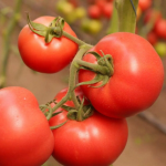 Урожаю не буде зовсім - не садіть ці 3 сорти томатів в Україні