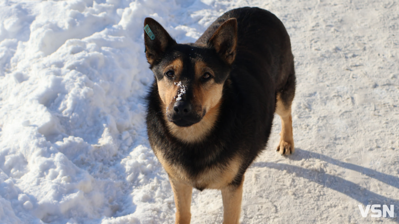 В Україні заборонили тримати тварин на ланцюгу та робити їм болючі операції