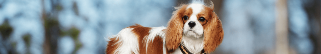 На Волині продають собак по $1500: топ-5 найдорожчих порід