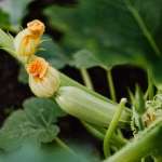 Коли садити кабачки у 2026 році: обирайте лише ці дні