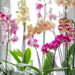 Чому орхідеї довго не випускають нові квітконоси: одне підживлення дозволить вазону квітнути цілий рік