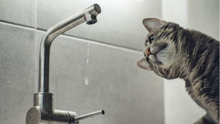 Частина Луцька на добу залишиться без води: список вулиць