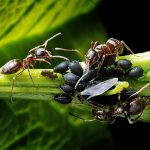 Попелиця і мурахи зникнуть: простий рецепт обробки дерев