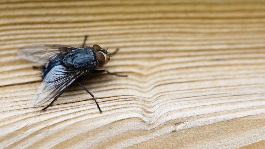 засіб для боротьби з мухами