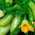 Коли садити кабачки у відкритий ґрунт у 2026 році: найкращі дати для щедрого врожаю