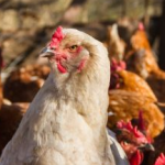 Як підвищити несучість курей взимку: проста та ефективна підкормка