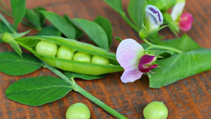 Як виростити горох: секрети раннього та солодкого врожаю