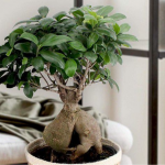 кімнатні рослини