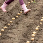 Картоплю треба садити до Великодня чи після: посадите не в той час — залишитеся без урожаю