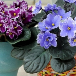 Фіалка зацвіте ще пишніше: просте підживлення, яке використовували ще наші бабусі