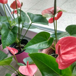 Антуріум не цвіте? Як оживити «чоловічу квітку» в домашніх умовах