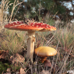 Як виглядає ліс на Волині восени. Фоторепортаж