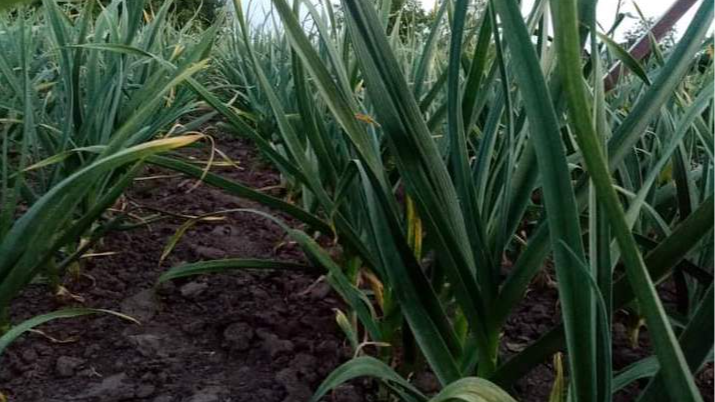 Вирощування часнику