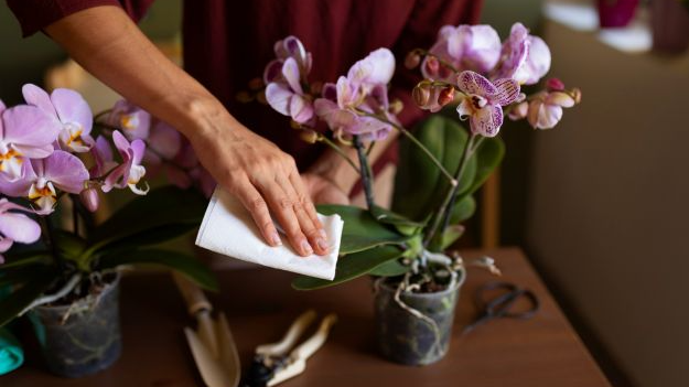 7 днів, і вазони як новенькі: що робити, якщо в орхідеї жовтіє листя