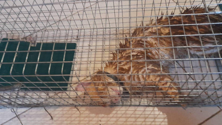 Жорстоке поводження з твариною в селі під Луцьком: поліція з'ясовує обставини