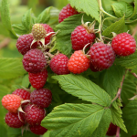 Де посадити малину, щоб щороку мати щедрий урожай