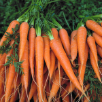 Найкращі й найсолодші топ-5 сортів моркви, які дають багатий врожай