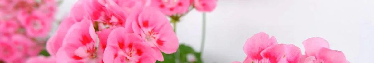 Як врятувати калачики: додайте 0,5 мл цього засобу у воду – і пишні шапки виростуть, як на дріжджах