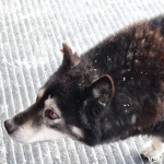 Скільки лучан постраждало від укусів тварин з початку 2026 року