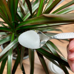 Цукор для рослин – чи дійсно стимулює ріст і підживлює розсаду