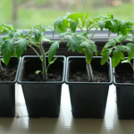 підживлення розсади, вирощування розсади