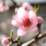 Дощі та нічні заморозки: якою буде погода 18 та 19 квітня на Волині?