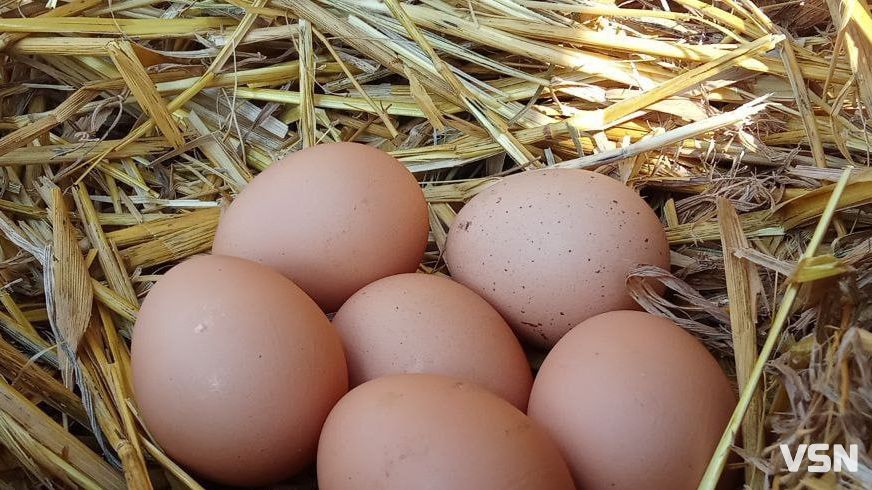 Гусячі, перепелині, елітні курячі: скільки на Волині коштують інкубаційні яйця?