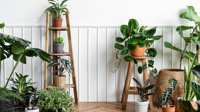 «Чарівна вода» для кімнатних рослин: ложка цього копійчаного засобу зробить диво з вашими вазонами