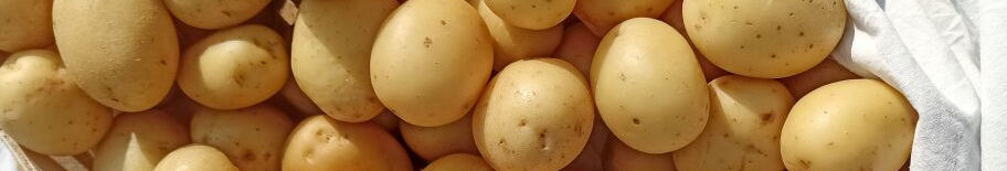 Як виростити велику й рівну картоплю без дорогих добрив