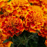 Щоб чорнобривці зацвіли раніше: коли краще сіяти насіння