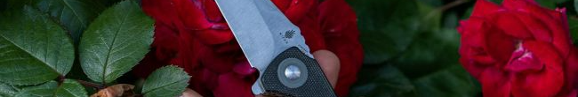 Переживе морози, а навесні кущі вкриють яскраві квіти: як підготувати троянду до зими