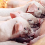 Як виростити здорову свиню: поради господині з Волині