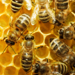 Поблизу Луцька бджоли сильно покусали двох жінок: стан обох - важкий