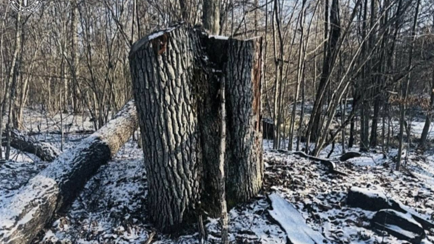 Незаконна вирубка на 5 мільйонів - майстру лісу на Волині оголосили підозру