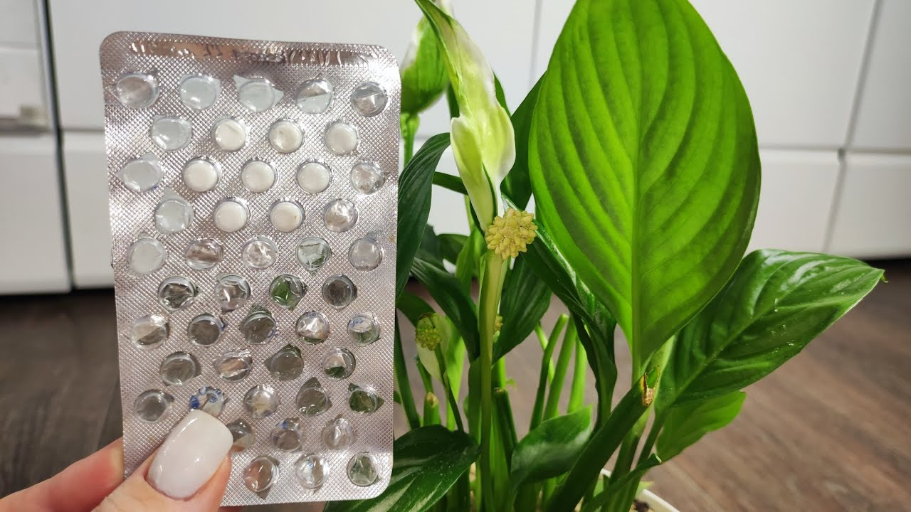 Спатифілум не цвіте: як змусити «жіноче щастя» вкритися квітами взимку