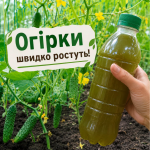 Не гній і не хімія: природне добриво, яке змусить огірки рости вдвічі швидше