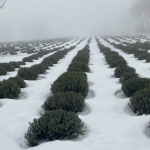 Кущ лаванди розвалився після зими: що робити, щоб рослина знову ожила