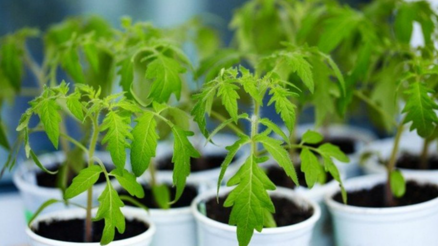 підживлення розсади помідорів