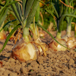 вирощування цибулі