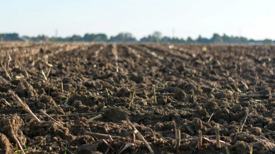 Березневий лайфхак: як швидше прогріти ґрунт на грядках