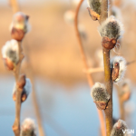 Якою буде погода 28 та 29 березня у Луцьку?