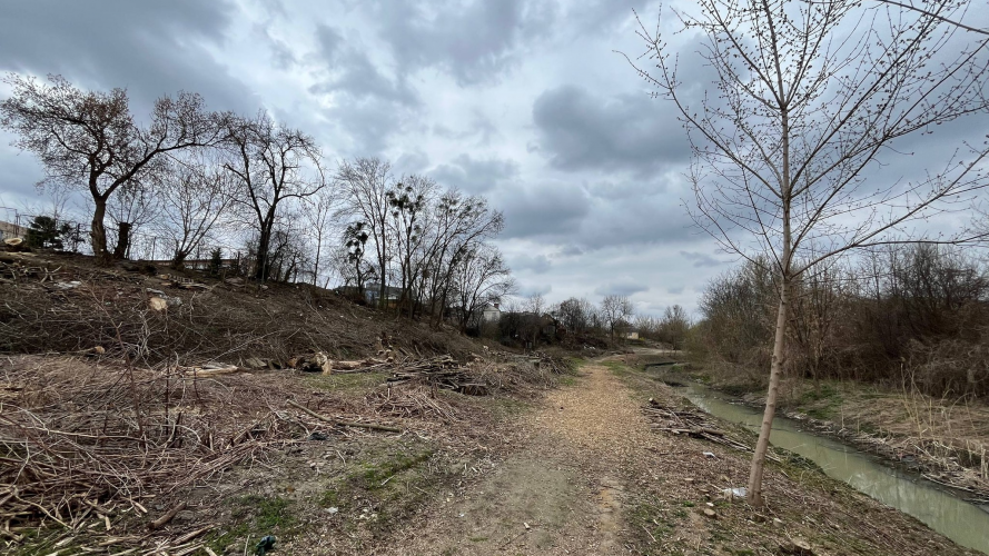 У Луцьку вздовж Сапалаївки вирізали дорослі дерева: архітектор заявив про знищення екосистеми