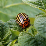 Як позбутися колорадського жука без хімії: простий розчин, який реально працює