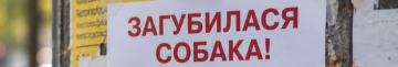 Що робити, якщо загубилася собака: поради кінологині з Луцька