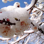 Весна на паузі: арктичне вторгнення принесе мокрий сніг і холод в Україну